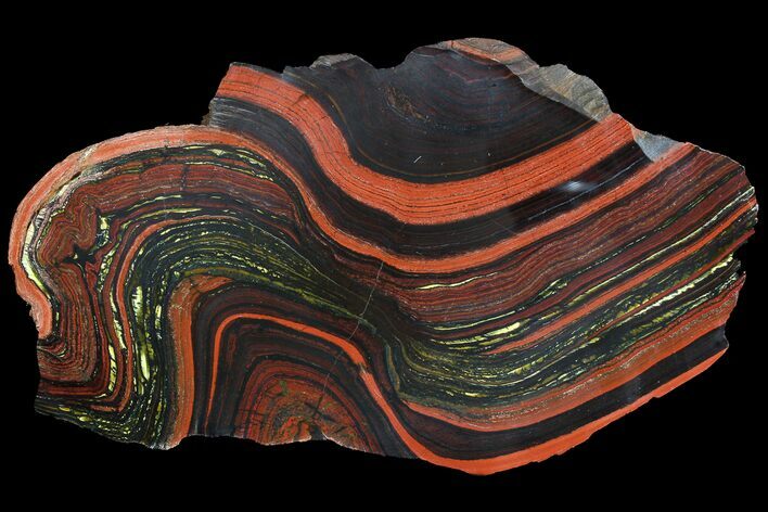 Polished Tiger Iron Stromatolite - ( Billion Years) #92952